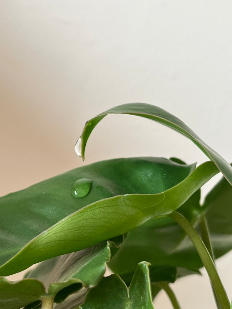Gotas de agua en las hojas? que es esto!? Se llama gutación.