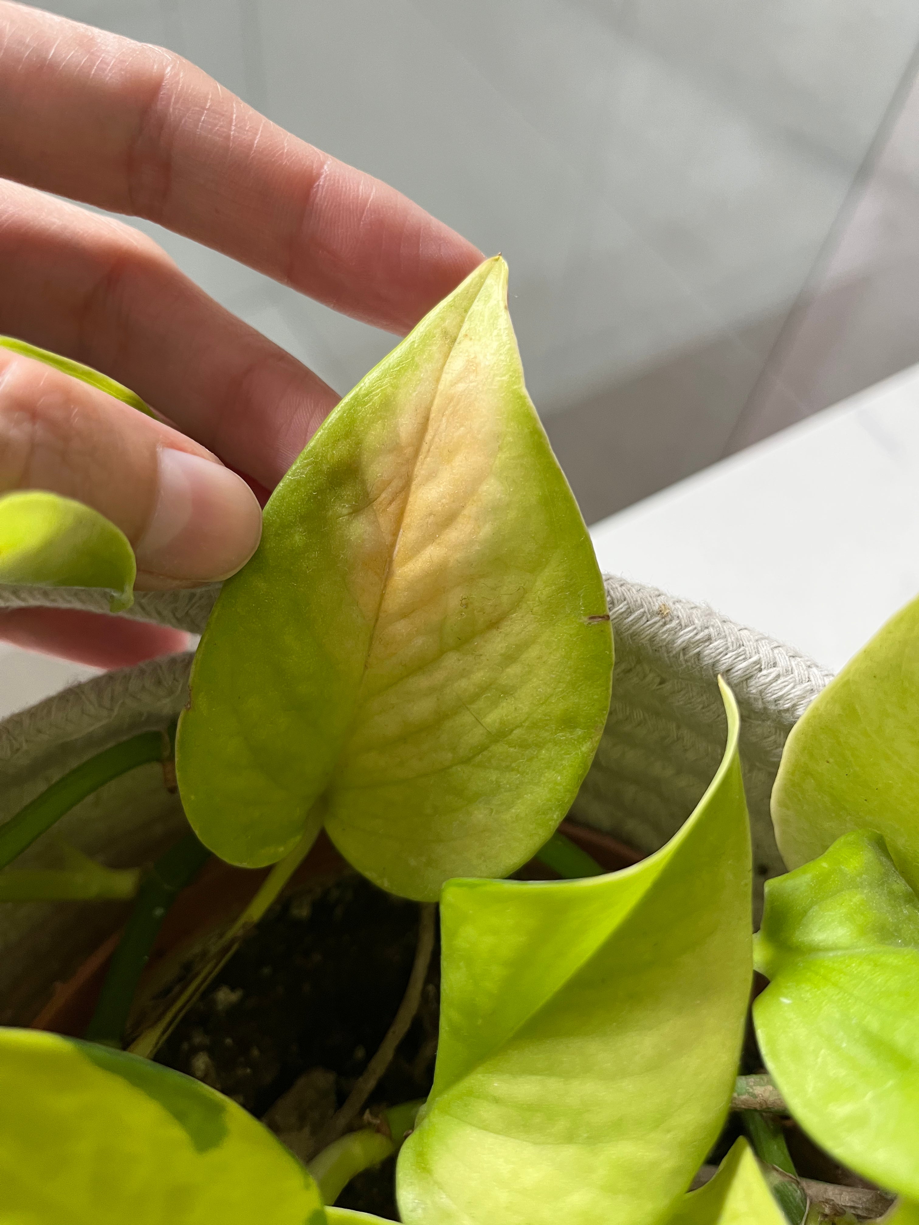 La mejor forma de prevenir quemaduras solares en plantas de interior
