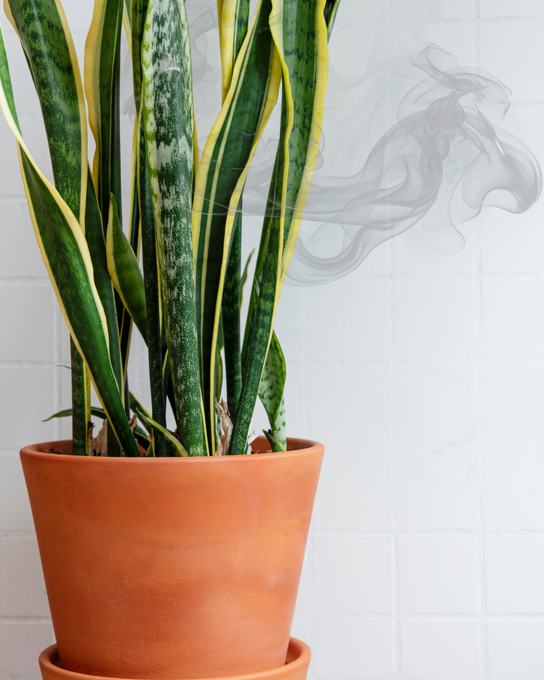 Que tan cierto es que las plantas pueden remover la contaminación del aire ?