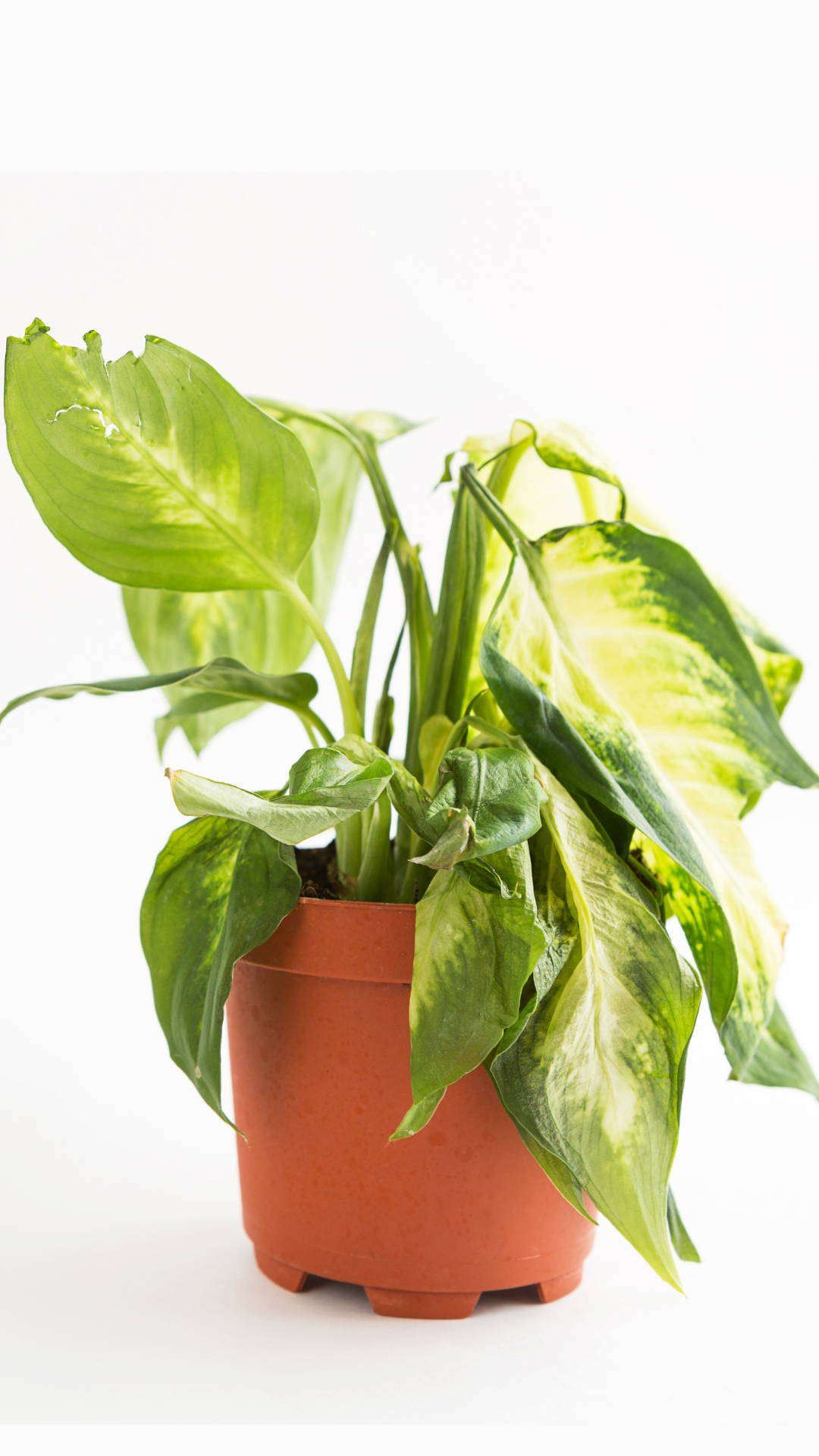 Cómo revivir una planta que está muriendo: guía de diagnóstico y rescate
