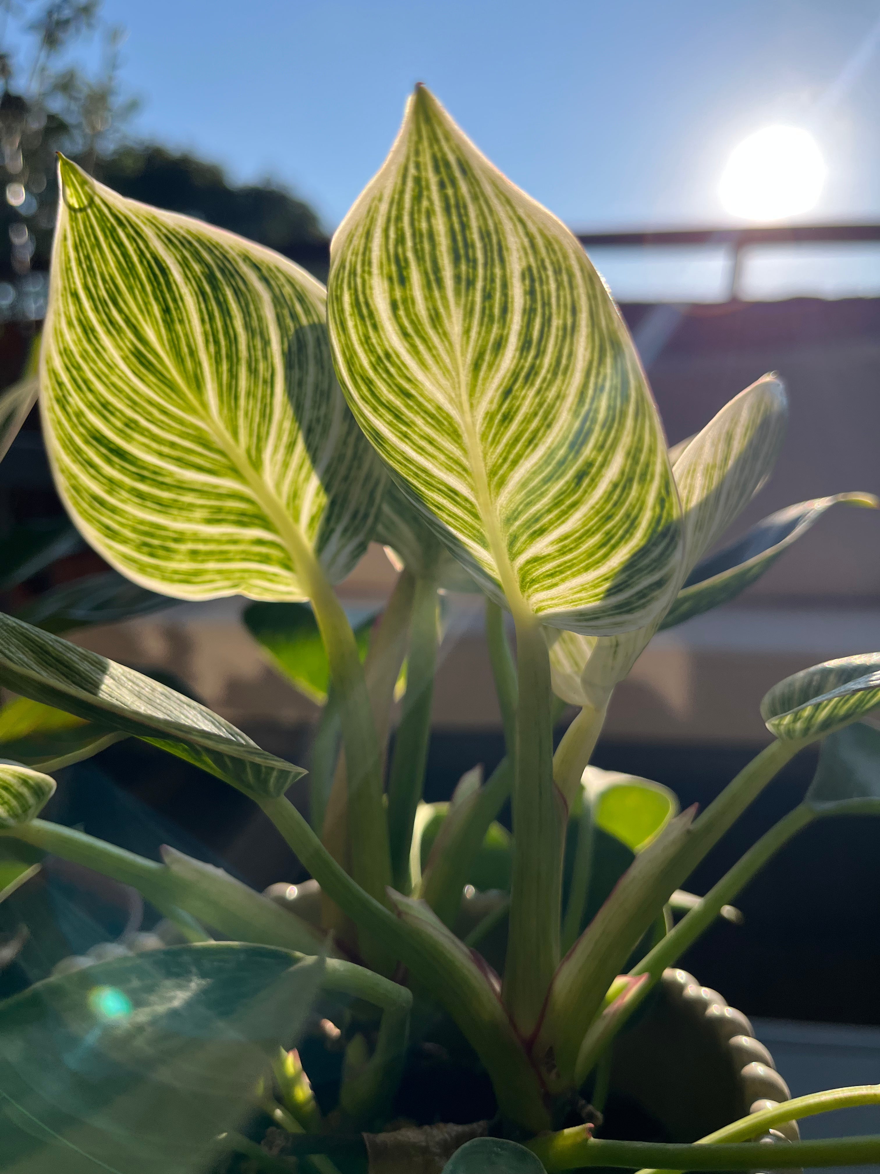 ¿Qué pasa con tus plantas cuando el calor aumenta ?