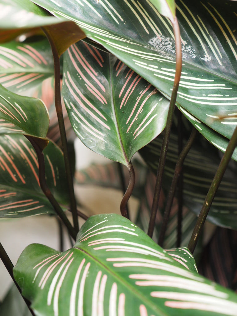 Plantas que se mueven solas por la noche: el secreto de las Marantáceas
