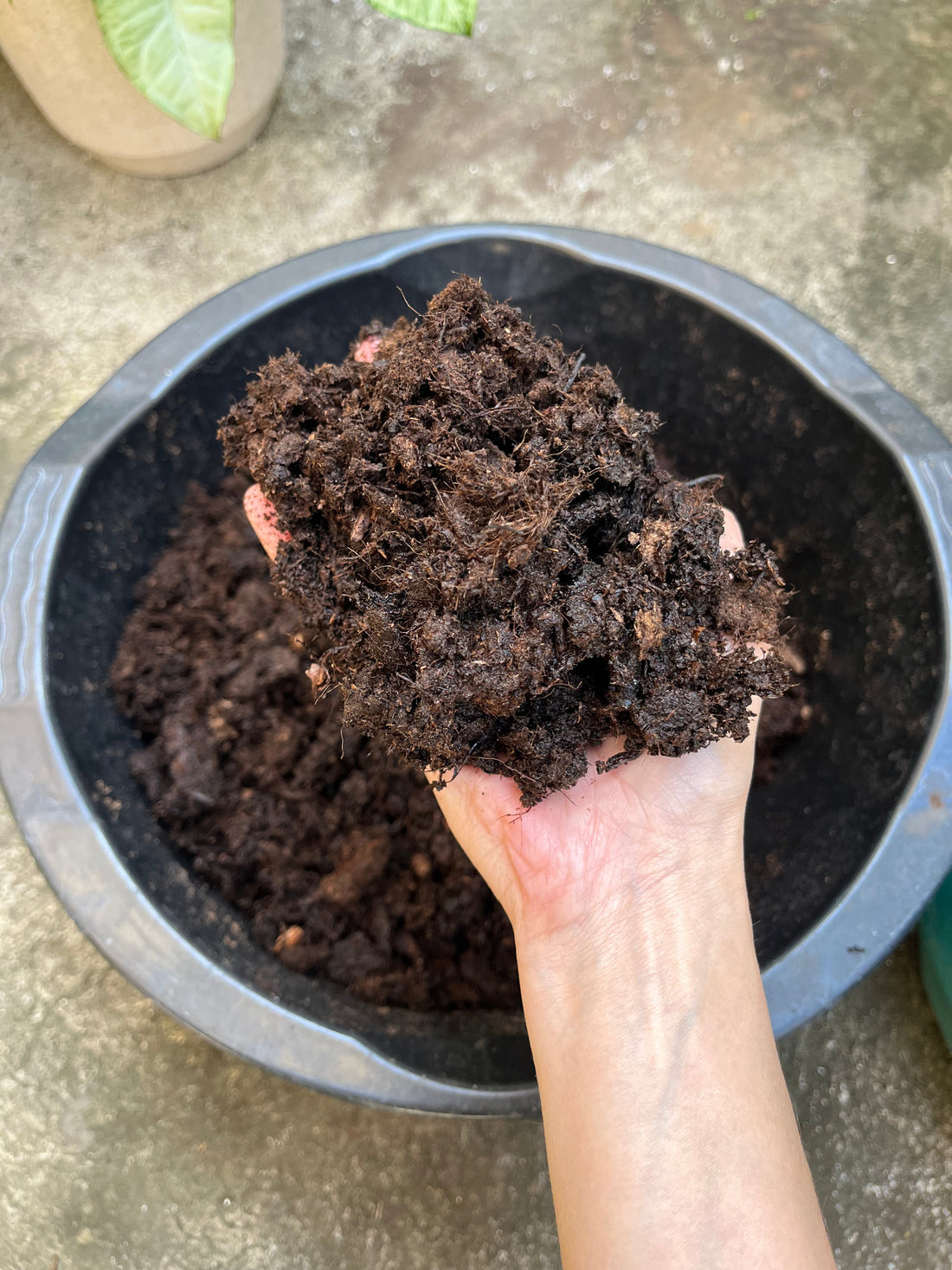 ¿Qué es el sustrato para plantas y por qué no usamos tierra natural en macetas?