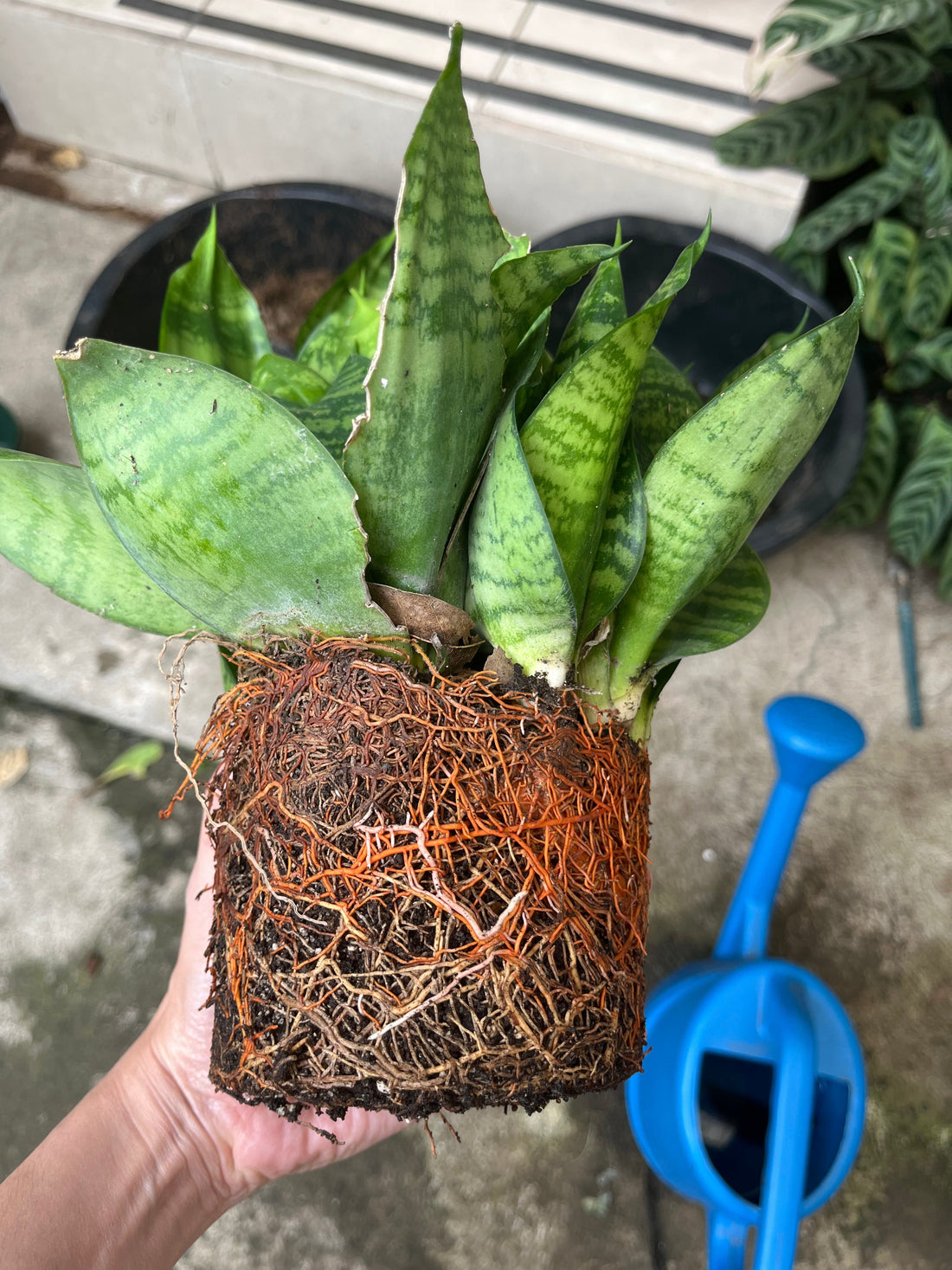 Cómo trasplantar y cuando una planta paso a paso (sin matarla en el intento)