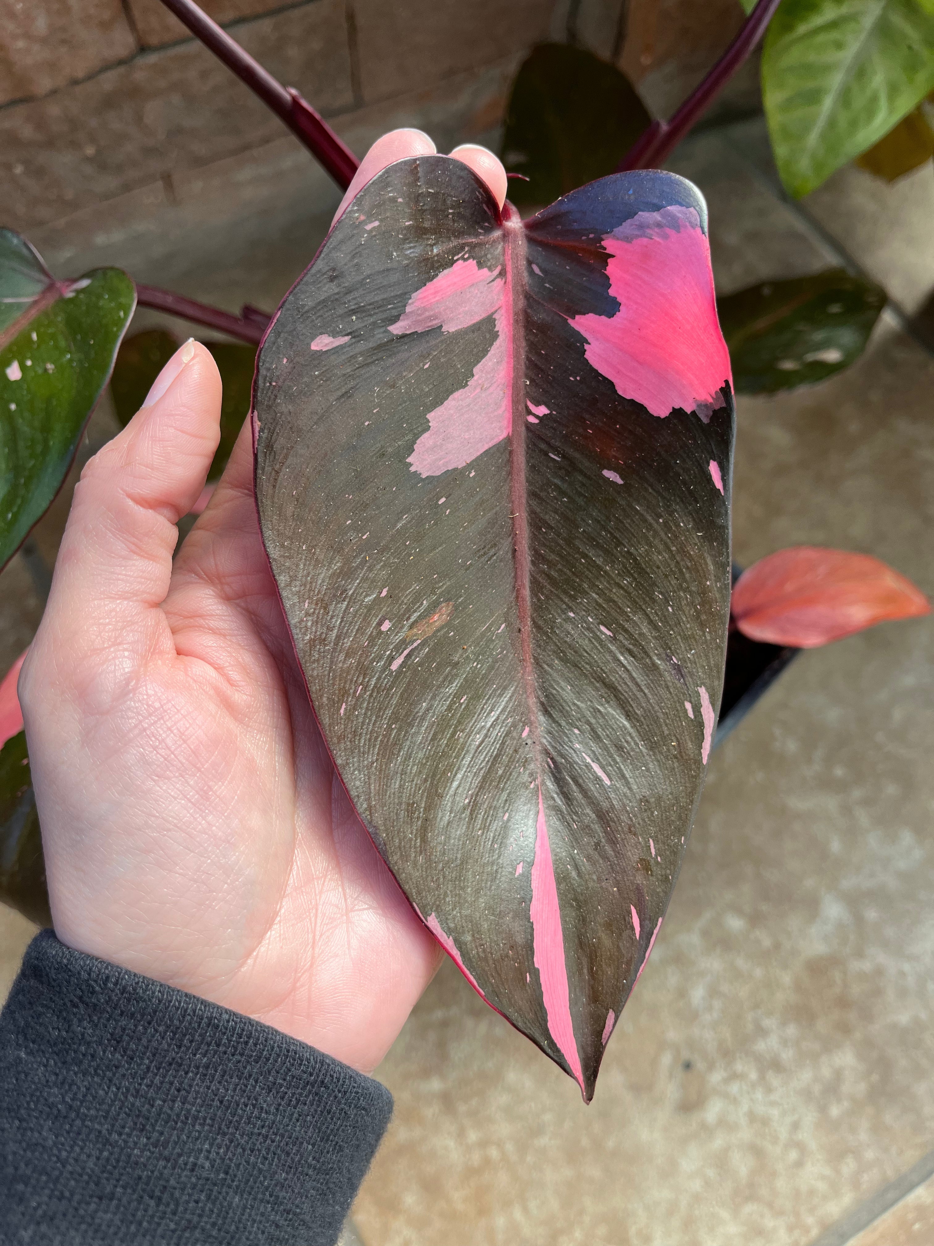 Las formas y colores más interesantes de plantas variegadas