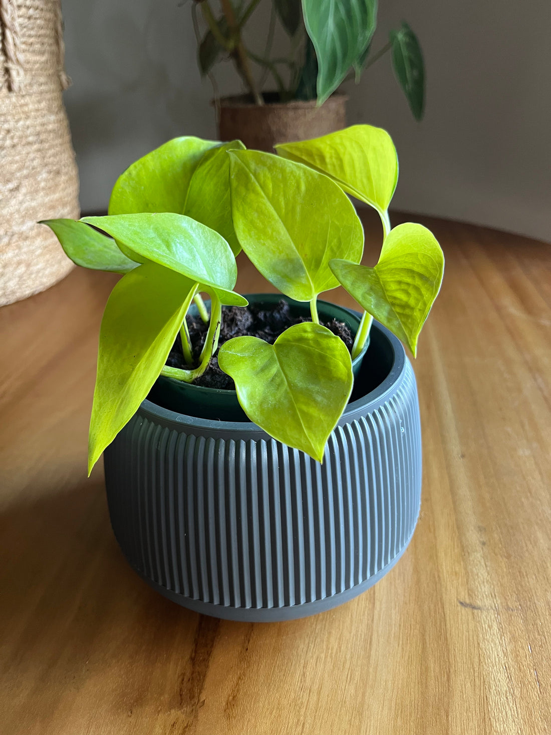 Pothos (teléfono): guía completa para conocerlo, cuidarlo y elegir tu variedad