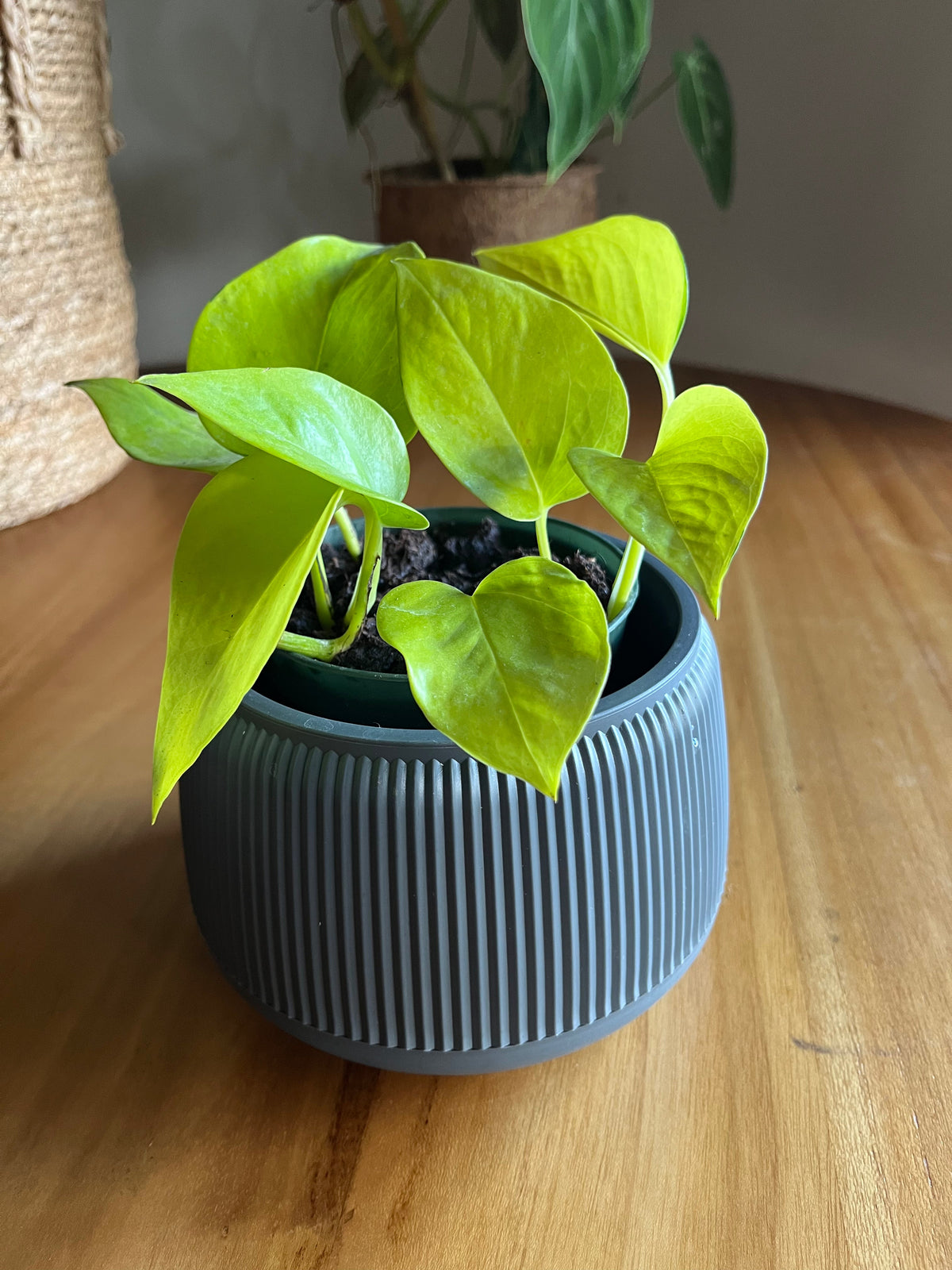 Pothos (teléfono): guía completa para conocerlo, cuidarlo y elegir tu variedad