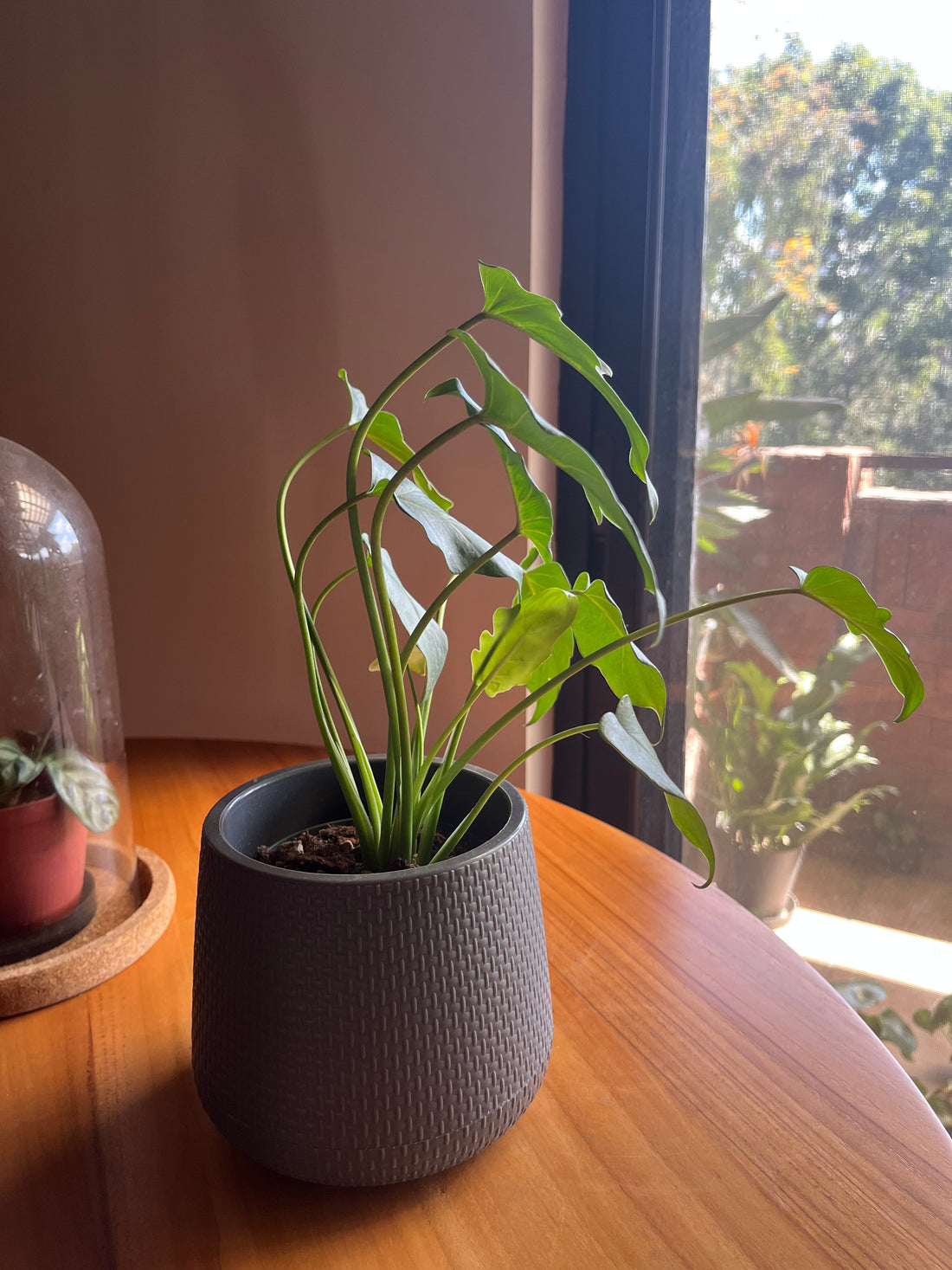 Señales de que a tu planta le hace falta luz