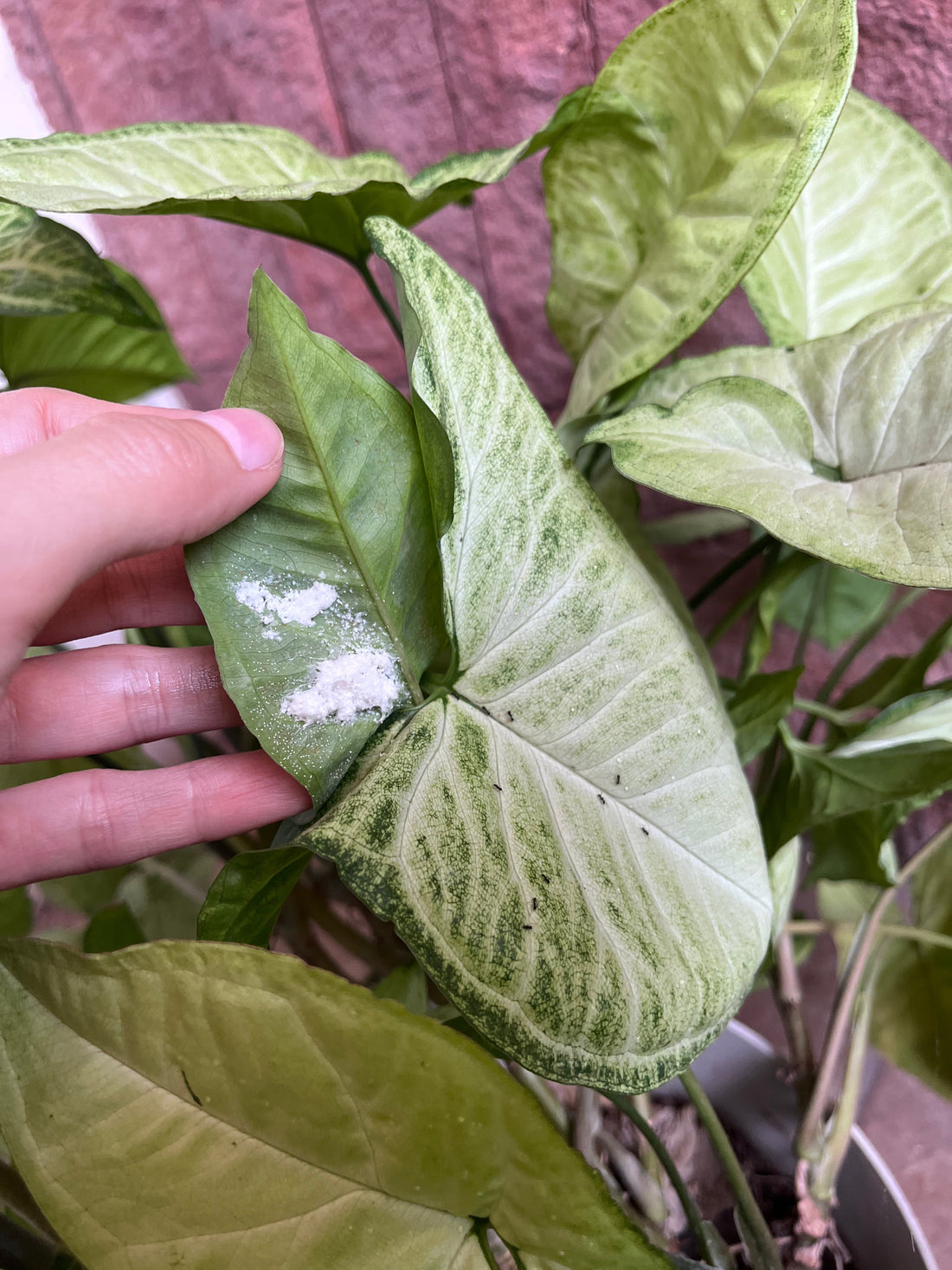 Plagas comunes en plantas de interior: cómo identificarlas y tratarlas