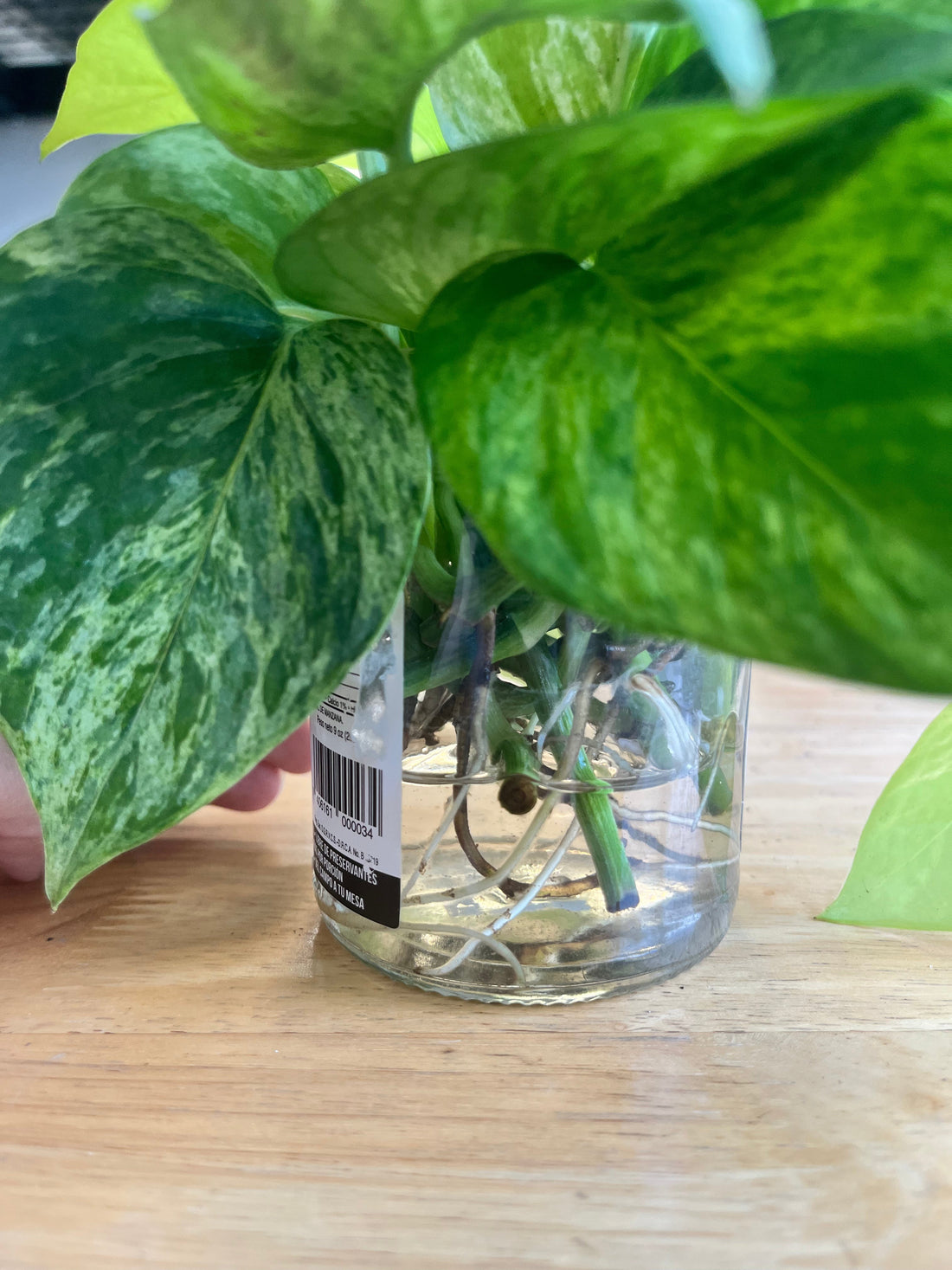 Cómo propagar tus plantas de interior: guía práctica para multiplicarlas en casa