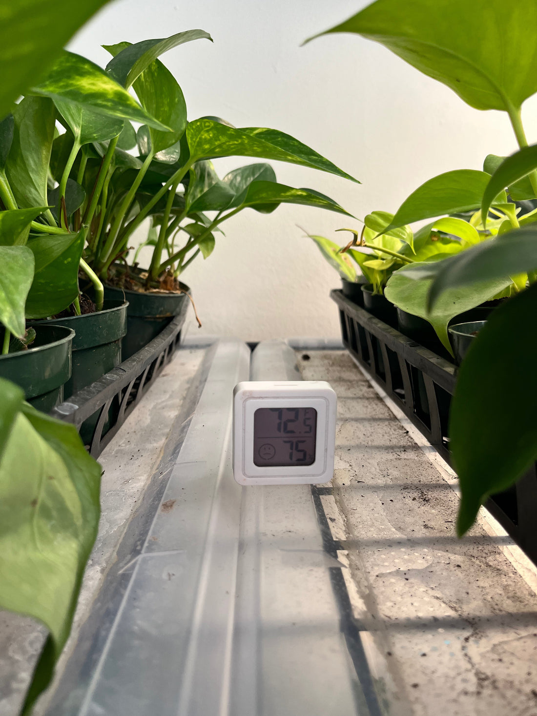 Humedad ideal para plantas de interior: el ambiente tropical que las plantas quieren
