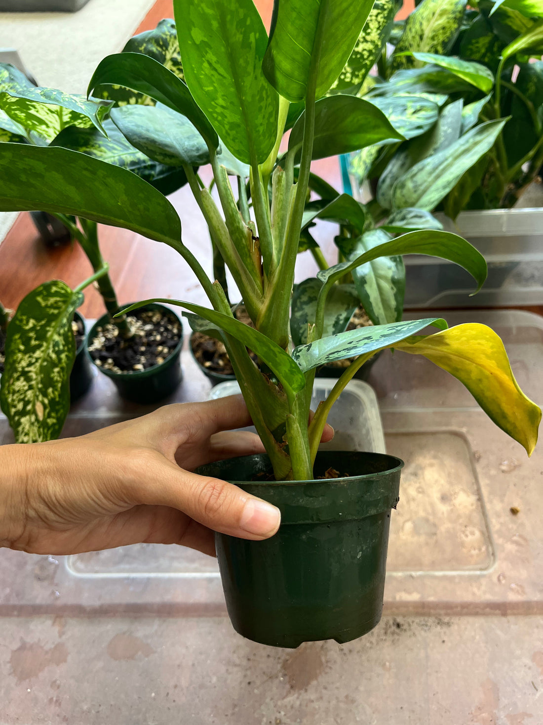 10 errores comunes al cuidar plantas de interior (y cómo evitarlos)