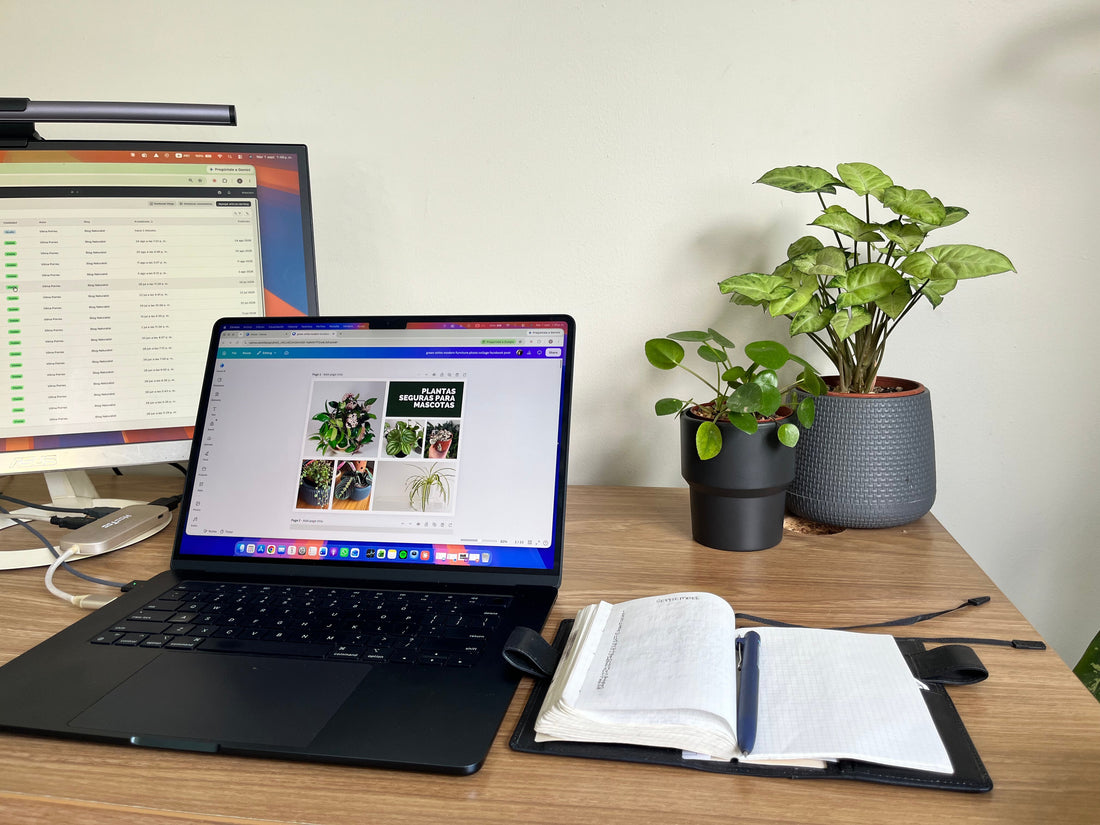 Plantas para oficina: las mejores opciones para poca luz, poco riego y aire acondicionado