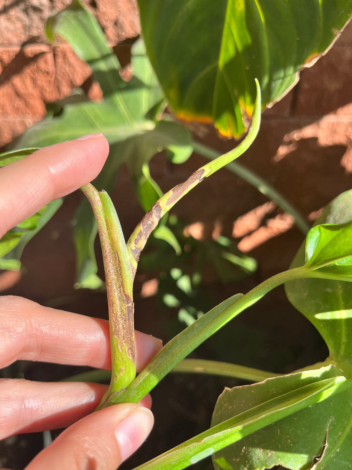 hoja con daño por thrips