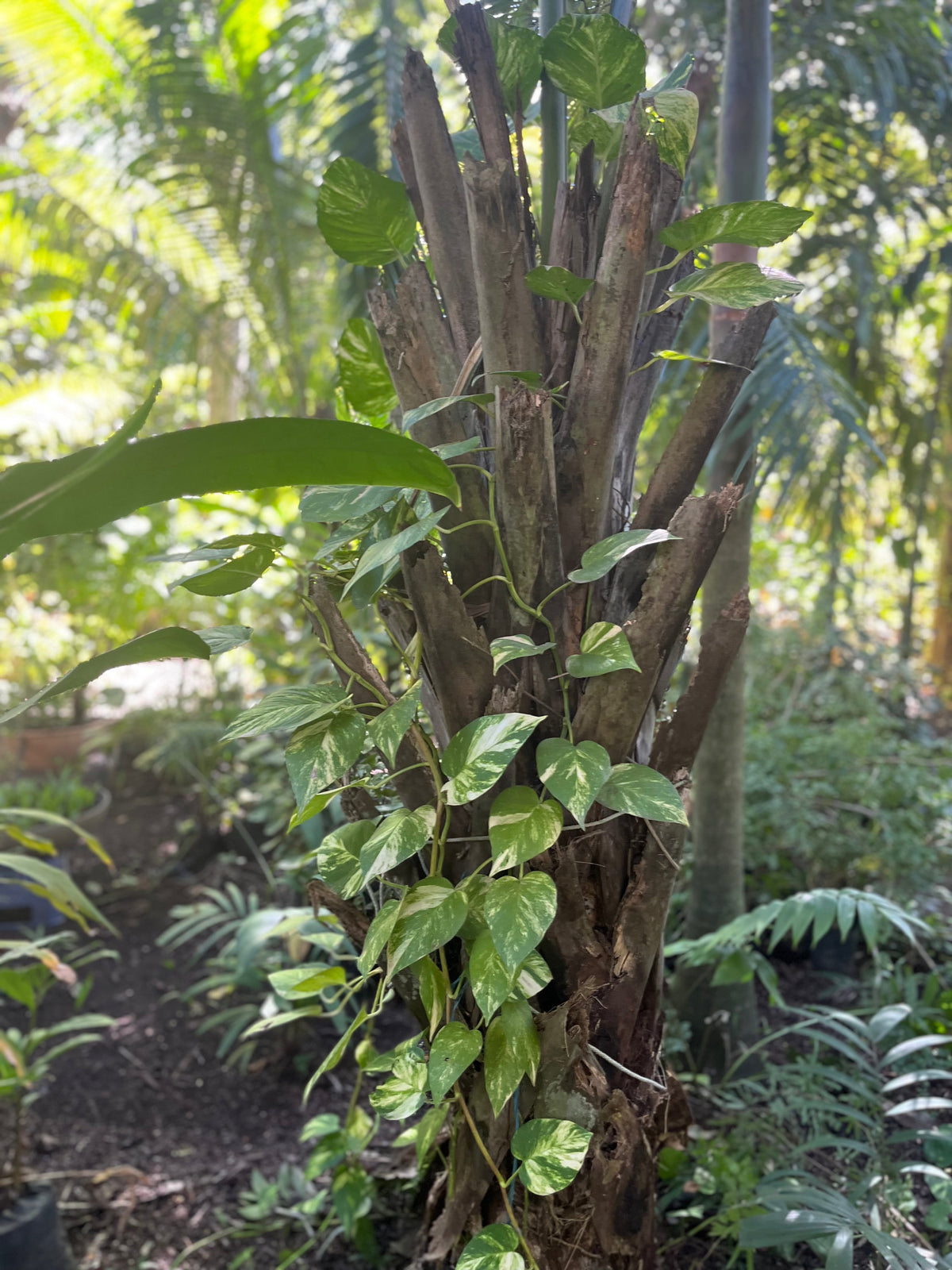 Epipremnum aureum trepando sobre el tronco de una palmera