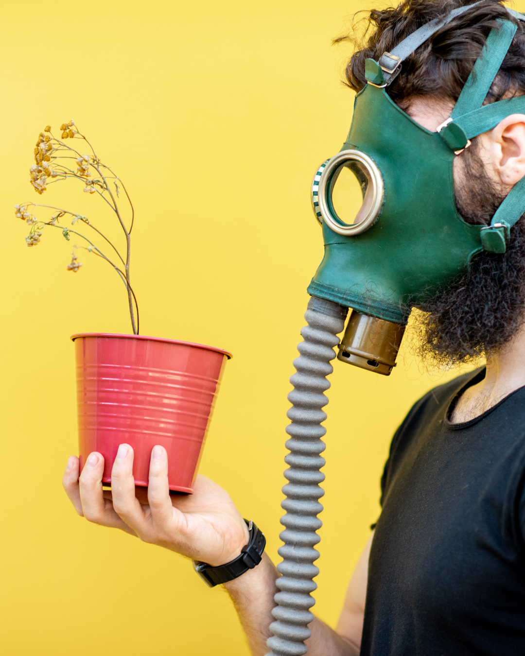 Cinco de las plantas más venenosas en Guatemala.  ¿ Las conoces?