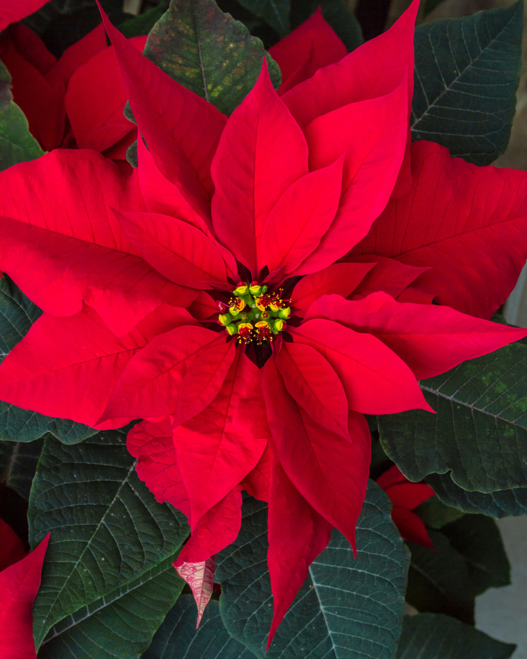 Las pascuas como saben cuándo florecer ?
