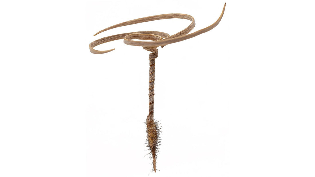 Semillas inteligentes que se siembran solas