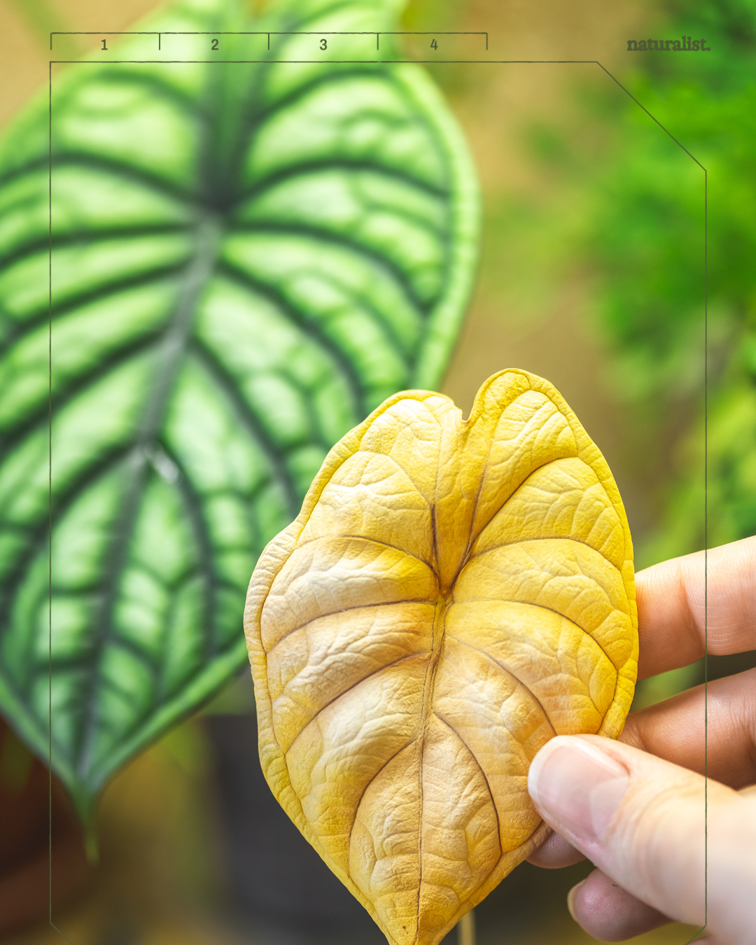 Las hojas de las plantas nos cuentan el problema.