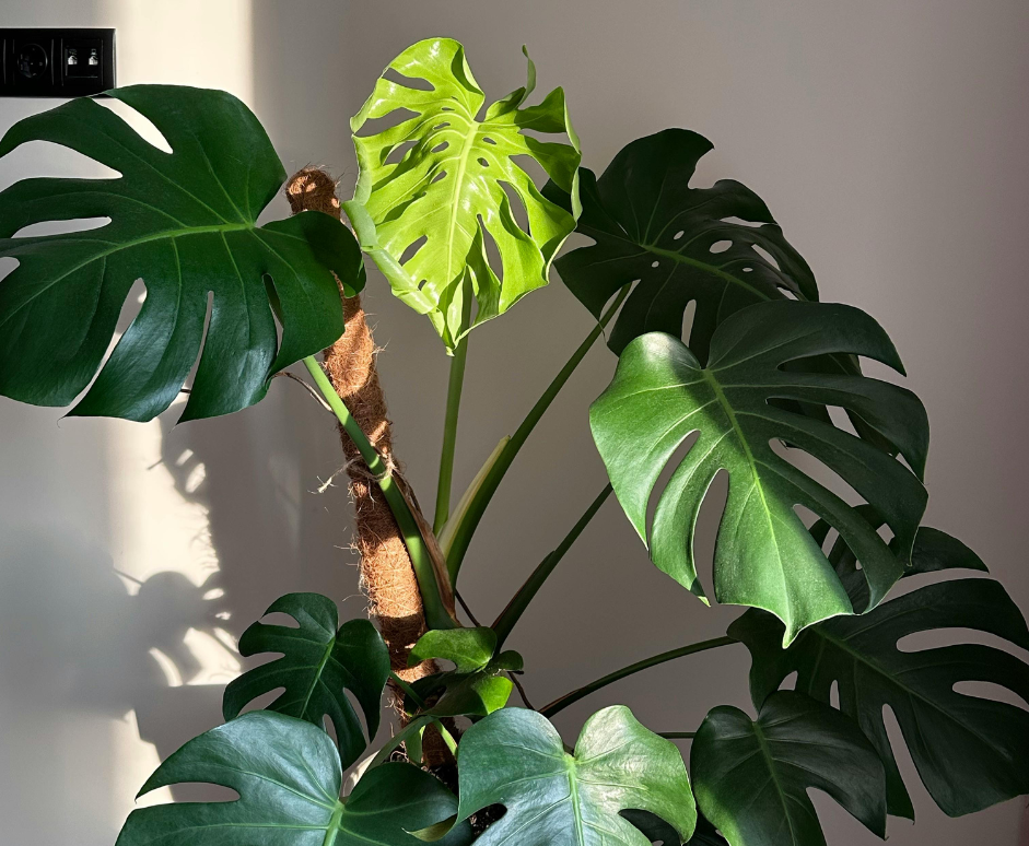 Los 8 elementos clave para que tus plantas de interior crezcan como nunca