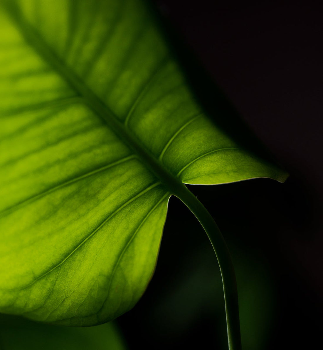 La fotosíntesis: por qué entenderla te cambia la forma de cuidar tus plantas