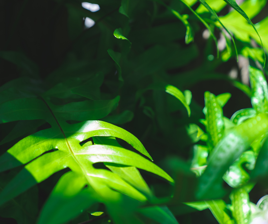 Guía de iluminación para plantas de interior: sol, sombra y todo lo que hay entre medio