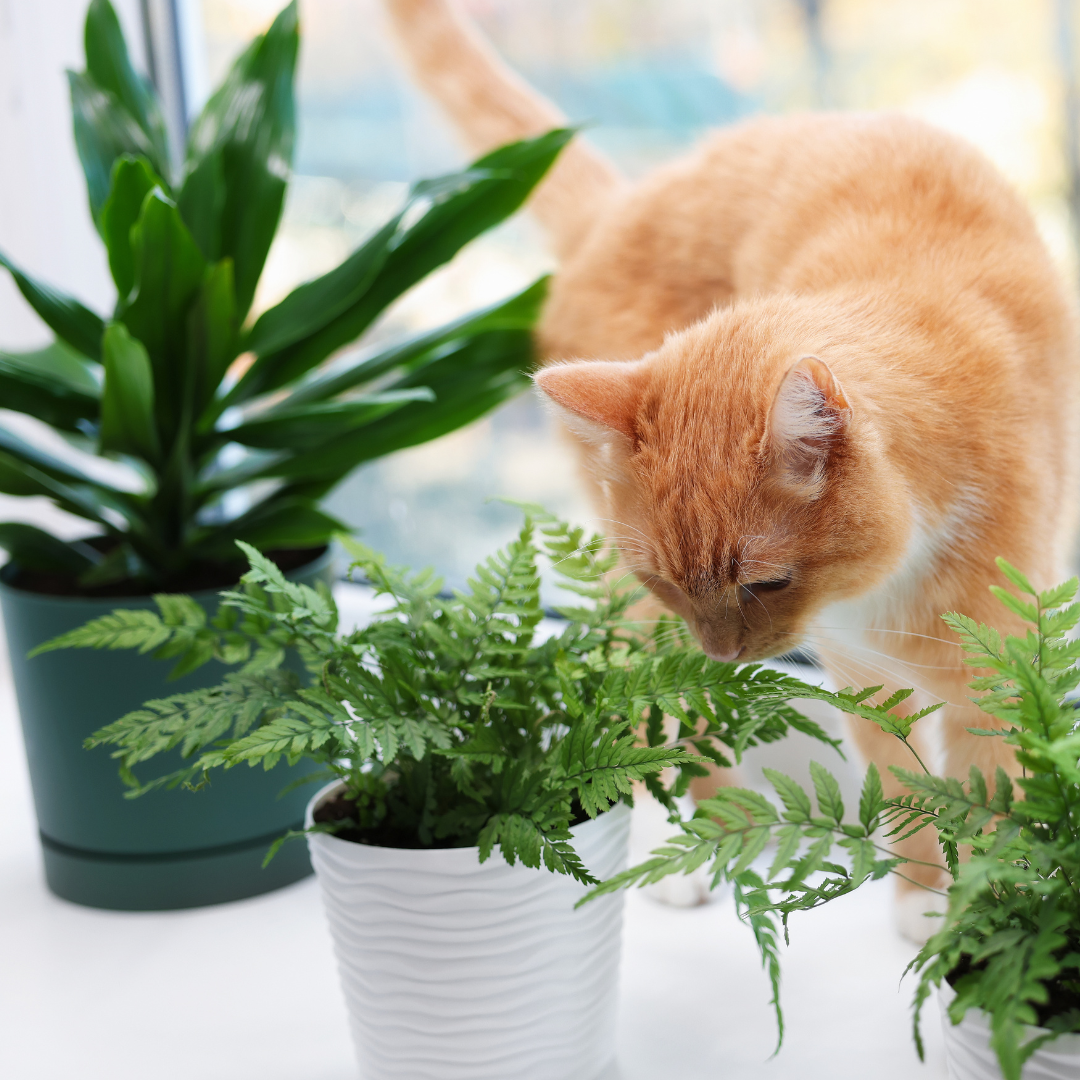 Plantas seguras