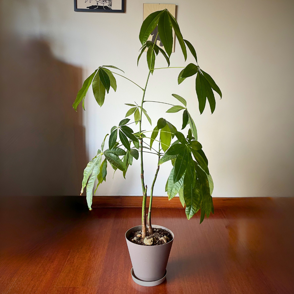 Pachira aquatica