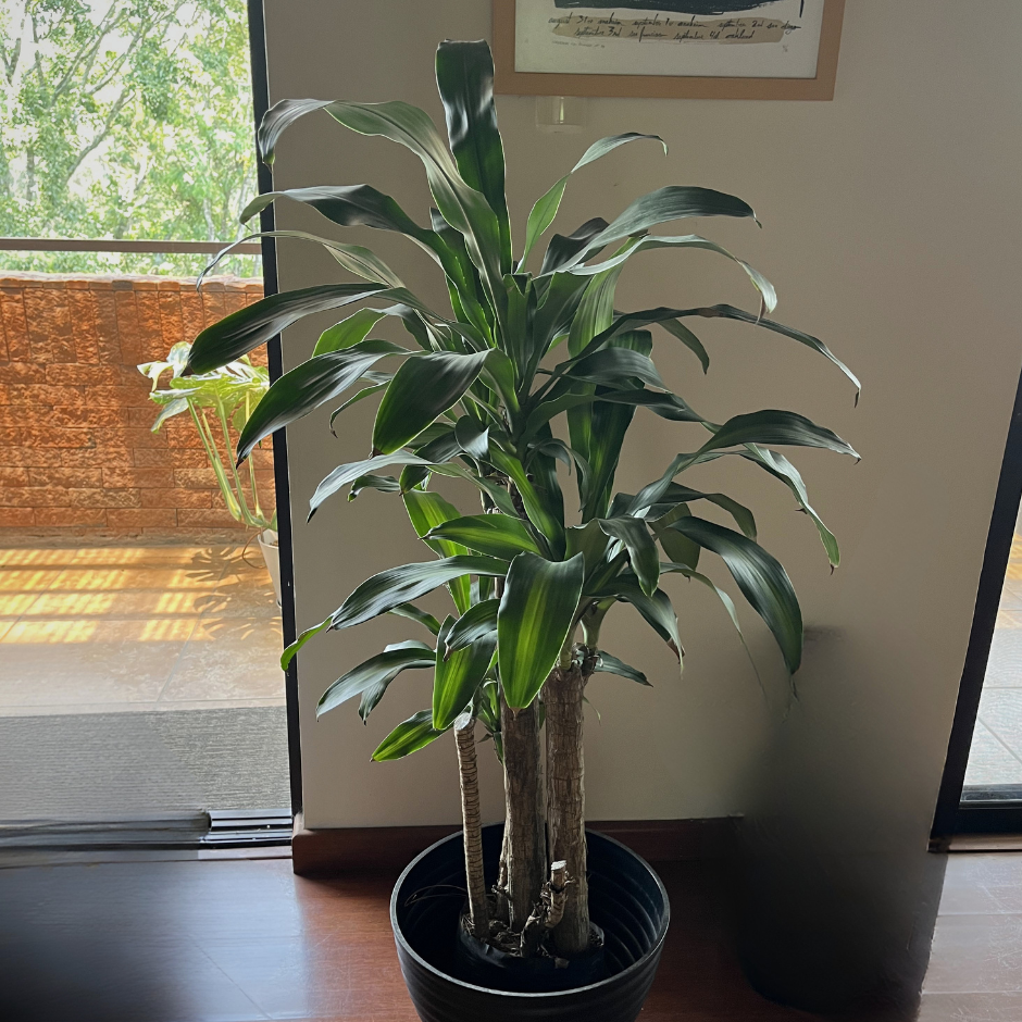 Dracaena fragans
