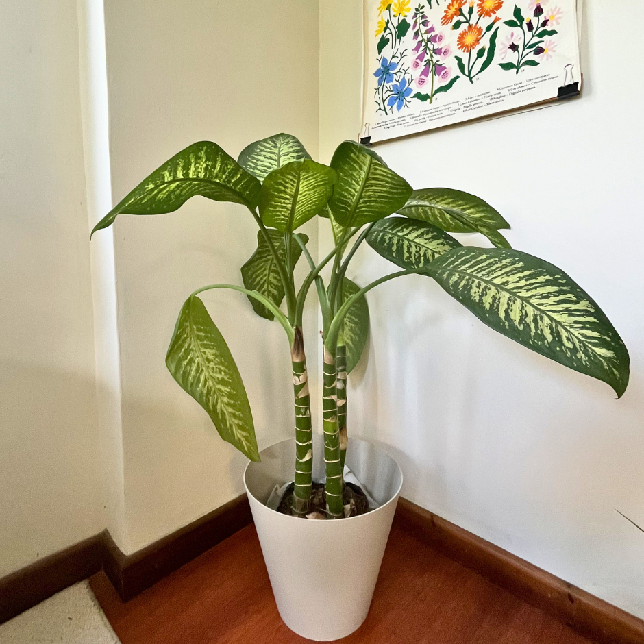Dieffenbachia seguine