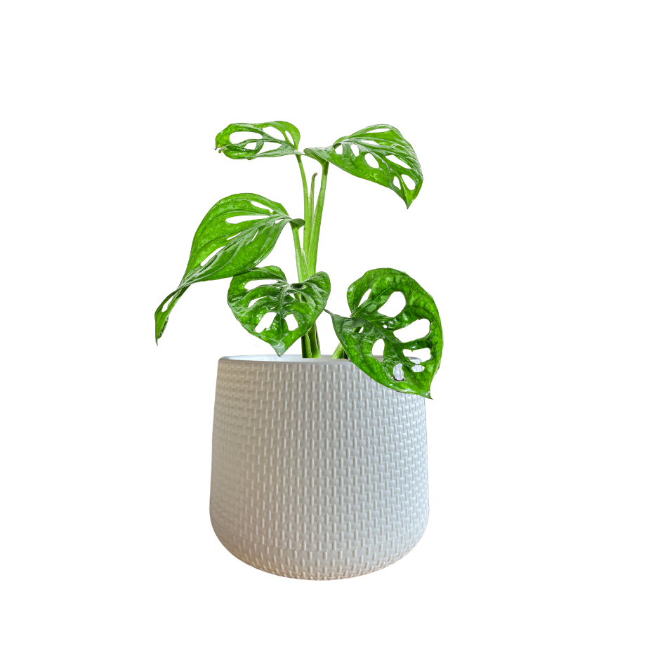 MONSTERA ADANSONII EN MACETA