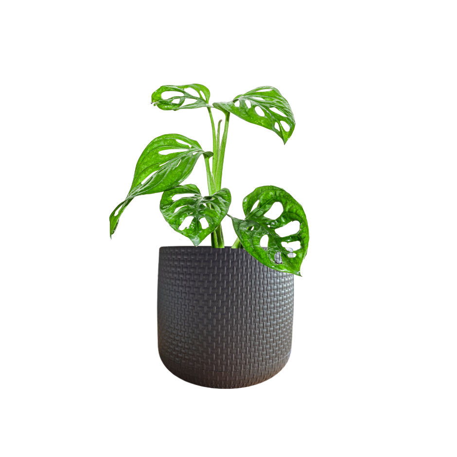 MONSTERA ADANSONII EN MACETA