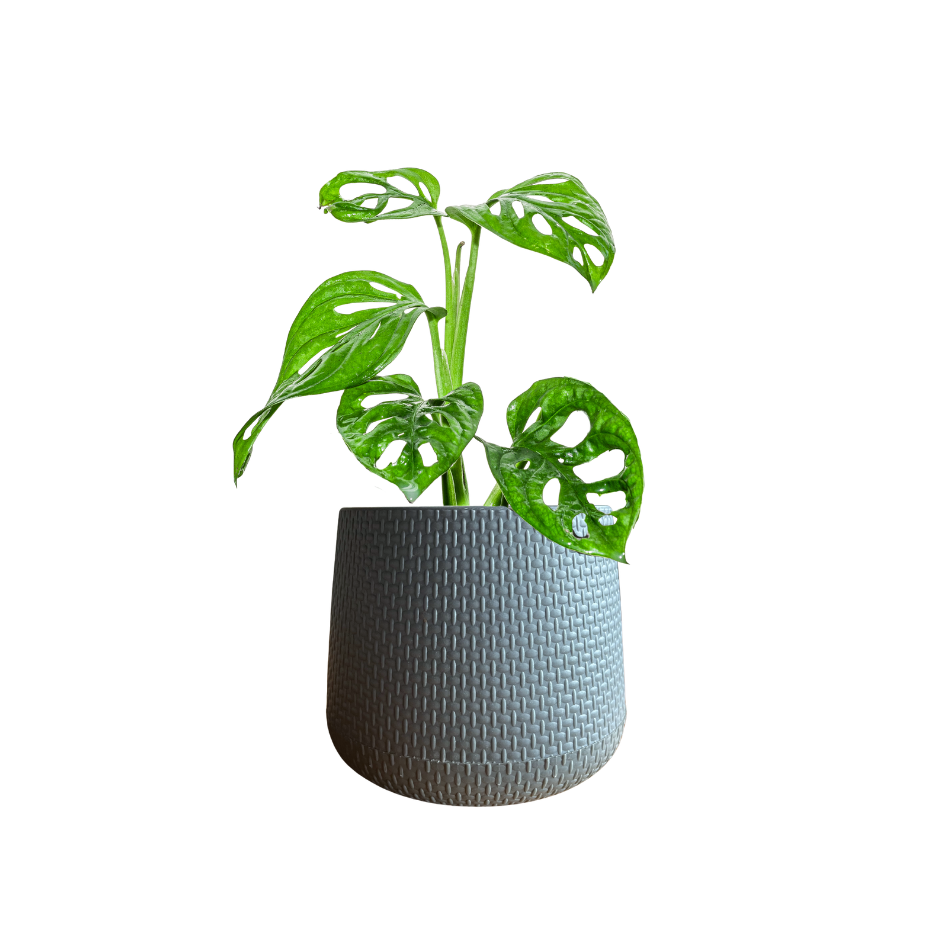 MONSTERA ADANSONII EN MACETA