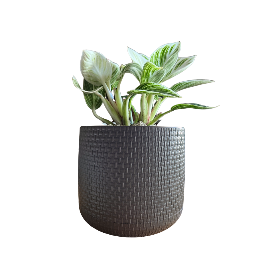 PHILODENDRON BIRKIN EN MACETA