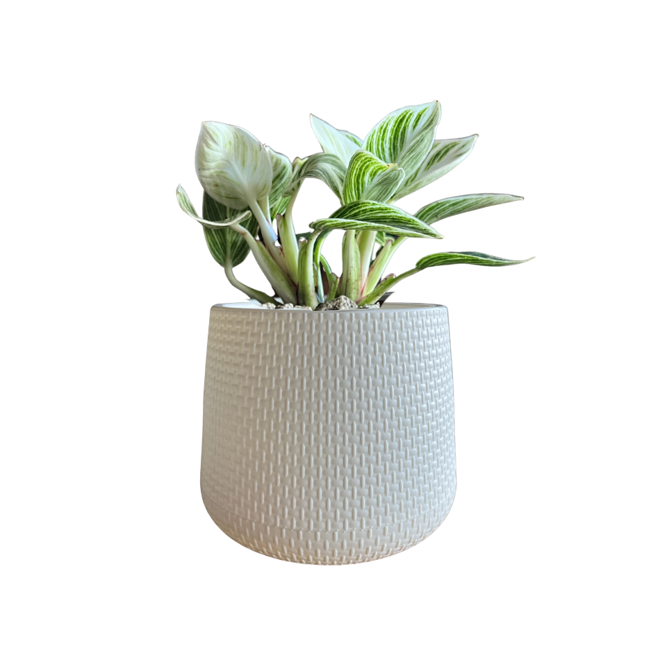 PHILODENDRON BIRKIN EN MACETA