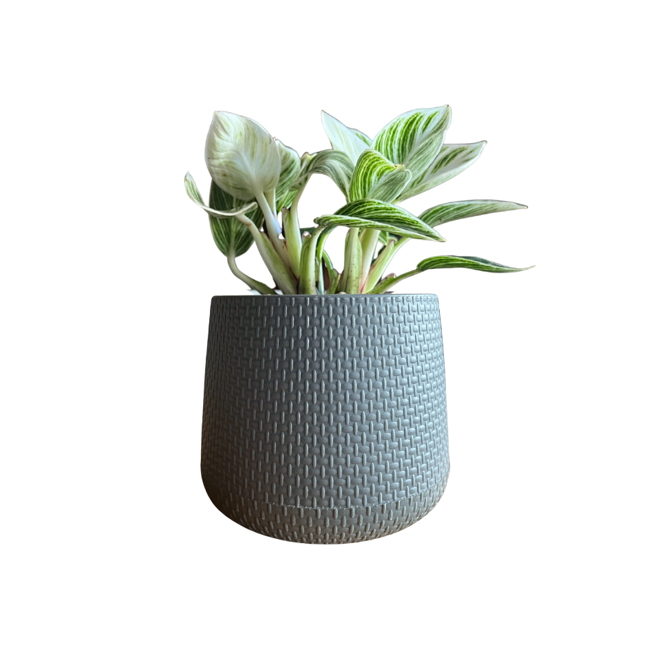 PHILODENDRON BIRKIN EN MACETA