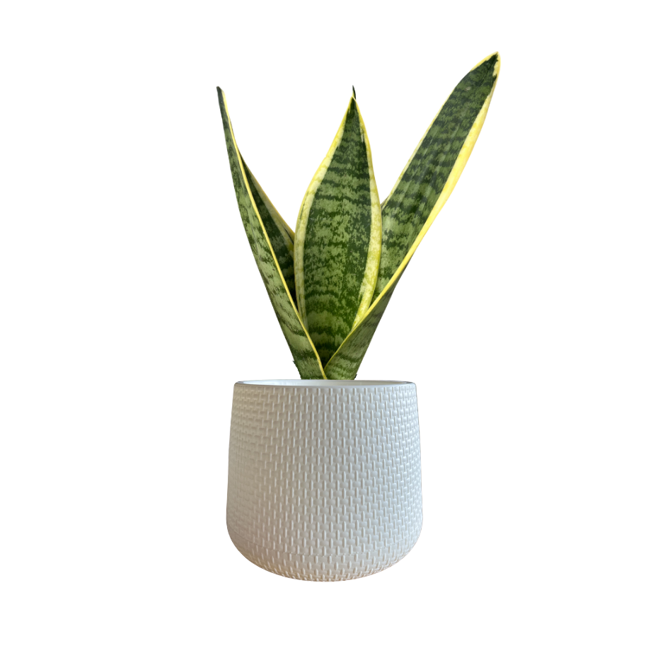 SANSEVIERIA TRIFASCIATA EN MACETA