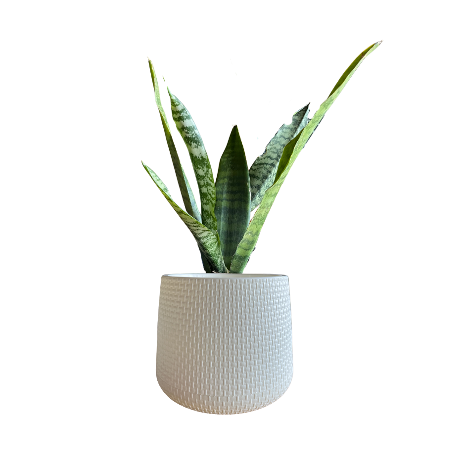 SANSEVIERIA LAURENTII EN MACETA
