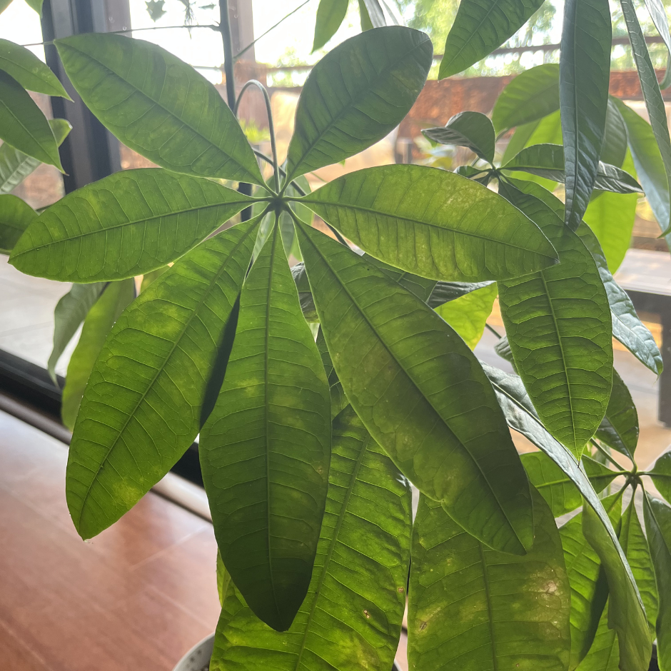 Pachira aquatica