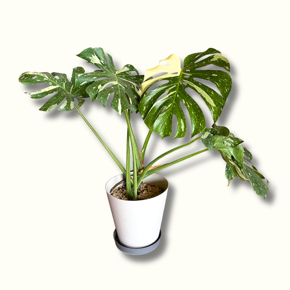 Monstera deliciosa Thai Constellation