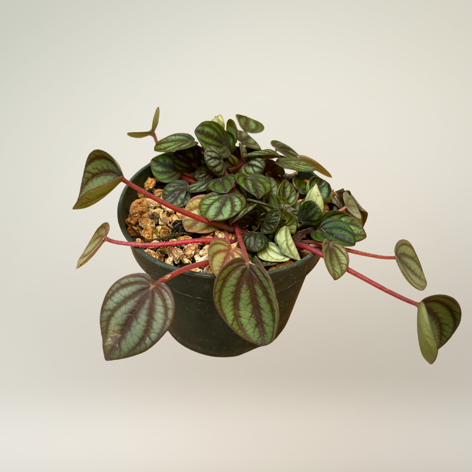 Peperomia piccolo
