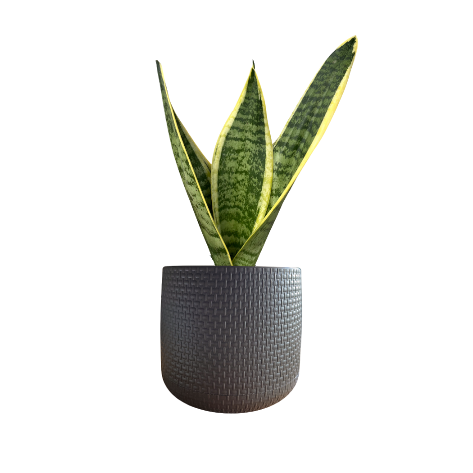SANSEVIERIA TRIFASCIATA EN MACETA