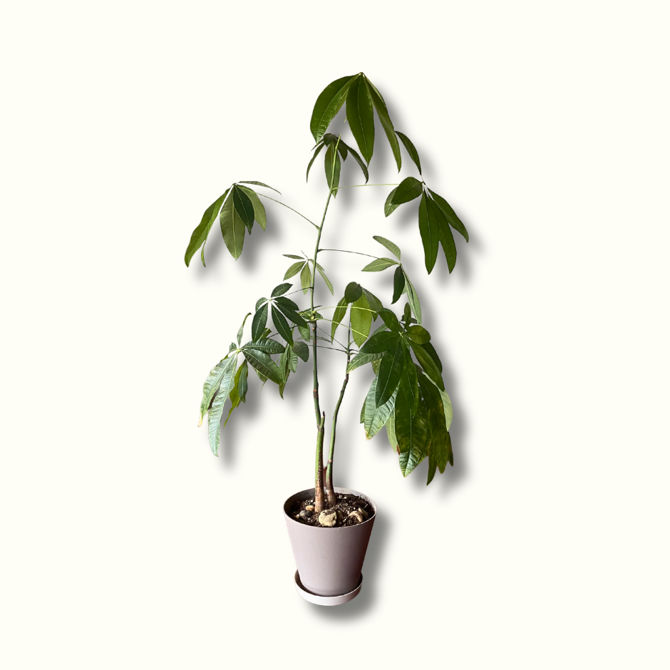 Pachira aquatica