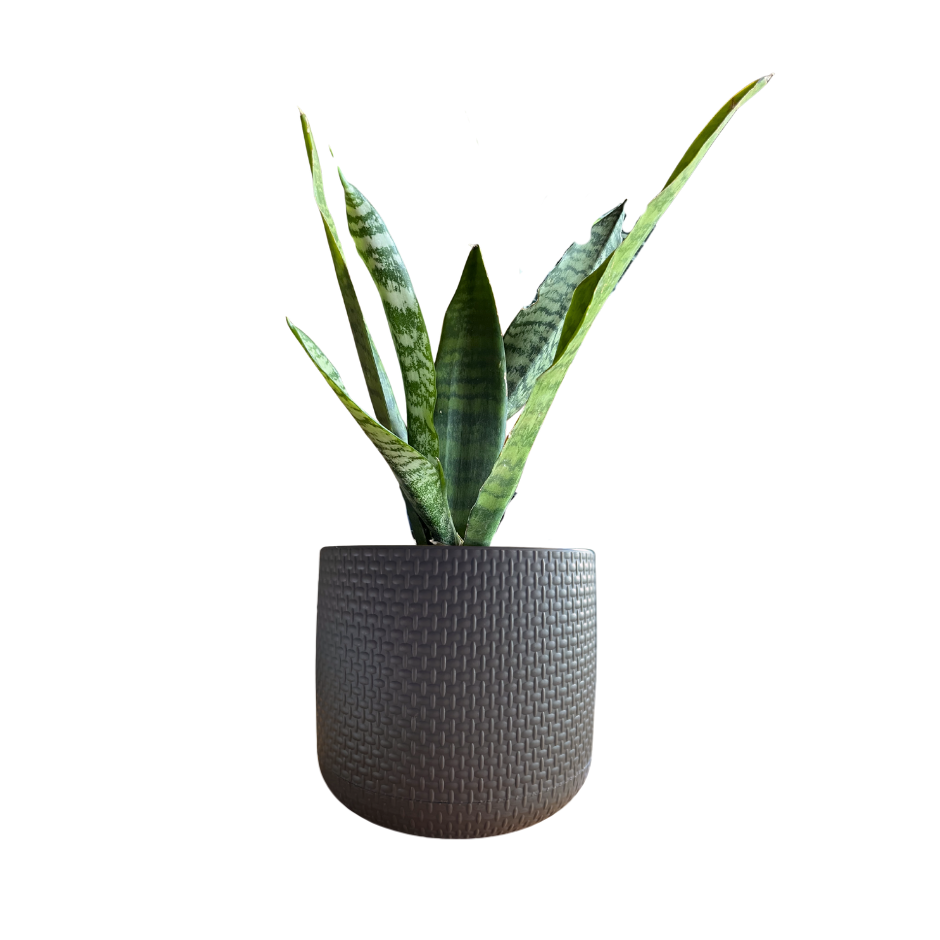 SANSEVIERIA LAURENTII EN MACETA
