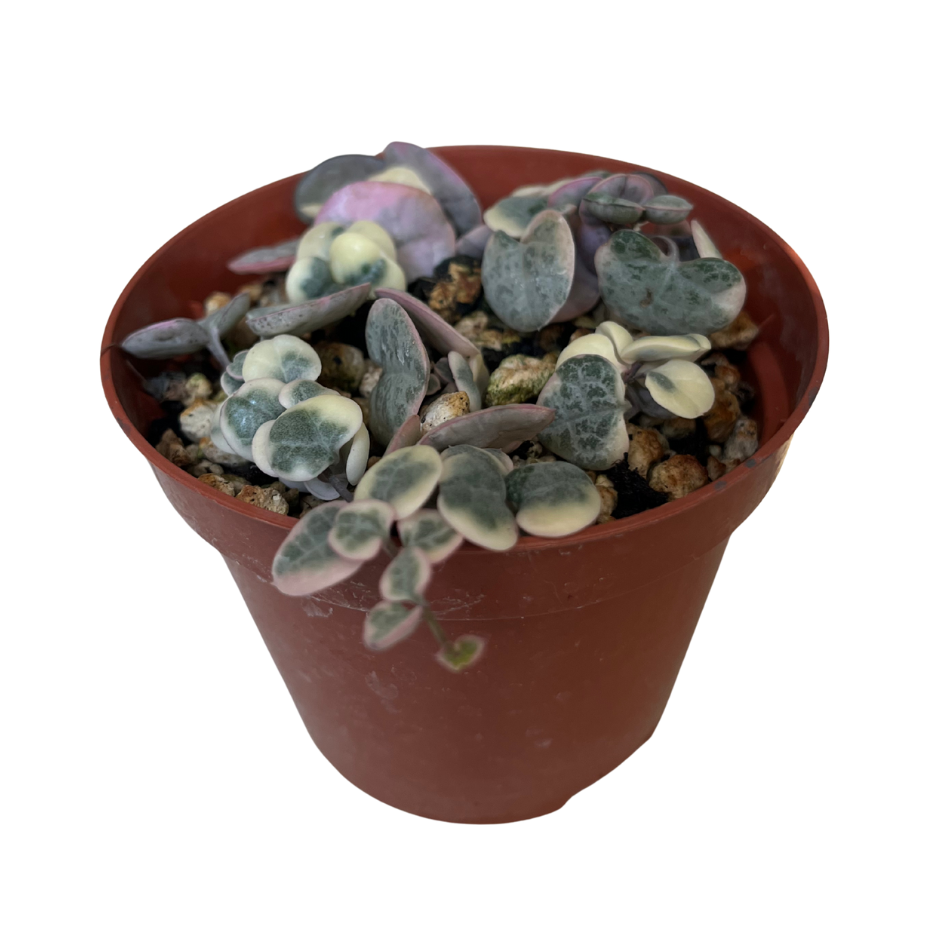 Ceropegia Chain of Hearts variegada