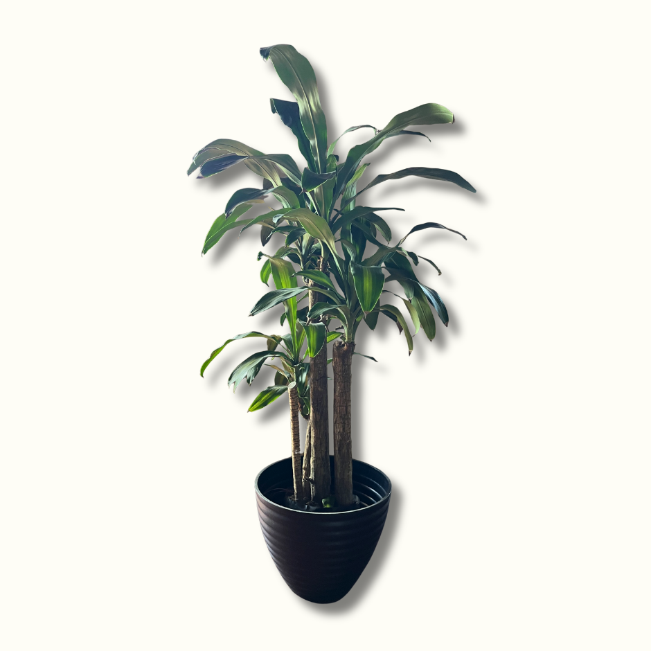 Dracaena fragans