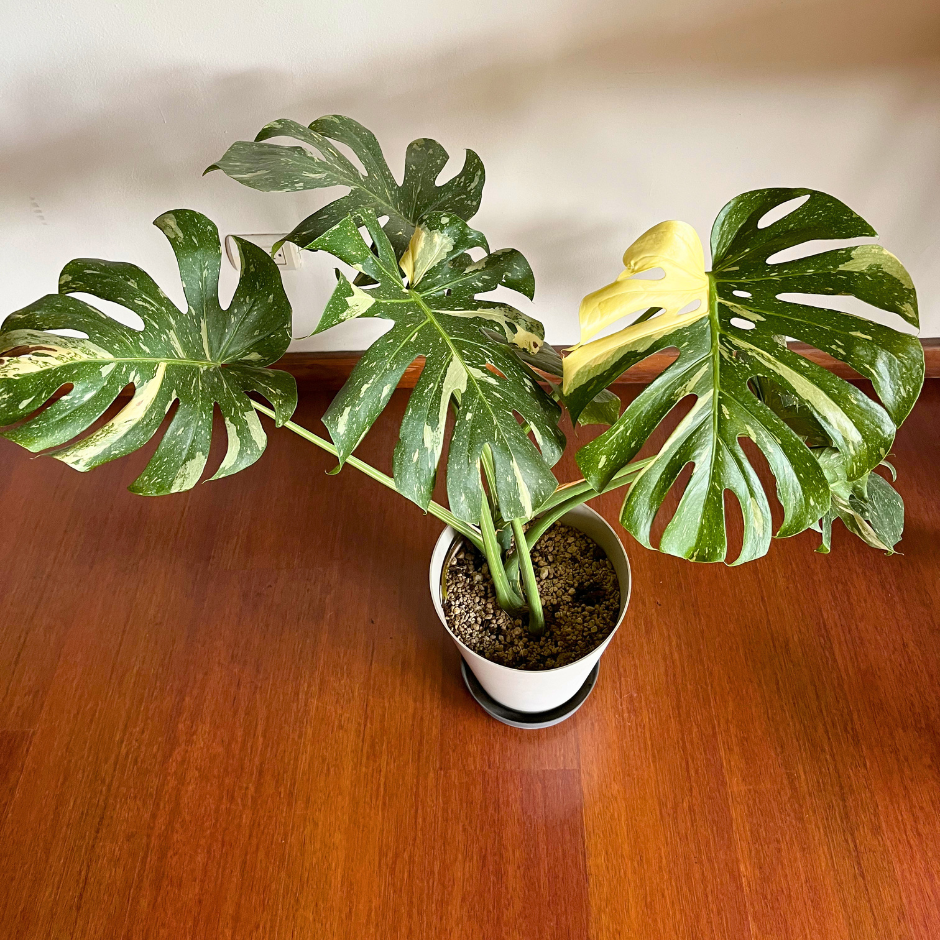 Monstera deliciosa Thai Constellation