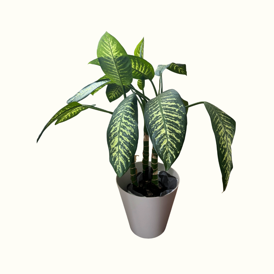 Dieffenbachia seguine
