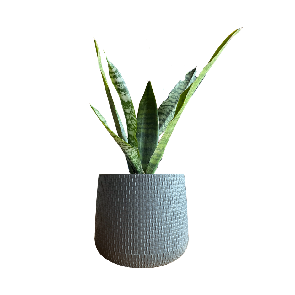 SANSEVIERIA LAURENTII EN MACETA