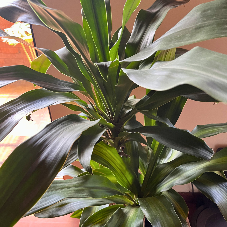 Dracaena fragans